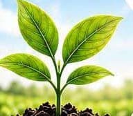 Healthy seedling growing from rich soil